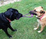 KONG Squeezz Ball KONG