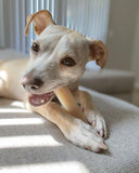 Power Chew Pollo Original Nylabone